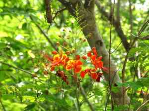 Peacock flower(Caesalpinia pulcherrima)