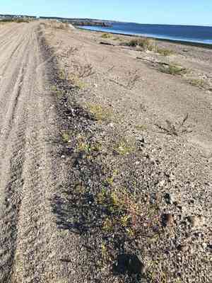 American searocket(Cakile edentula)