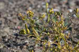 American searocket(Cakile edentula)