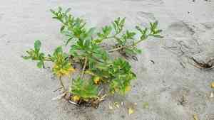 American searocket(Cakile edentula)