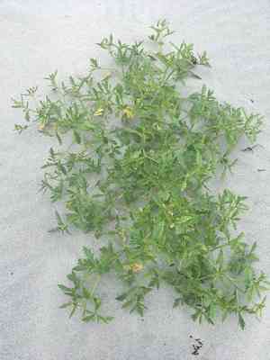 American searocket(Cakile edentula)