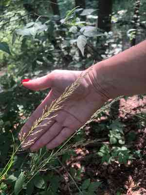 Rough small-reed(Calamagrostis arundinacea)