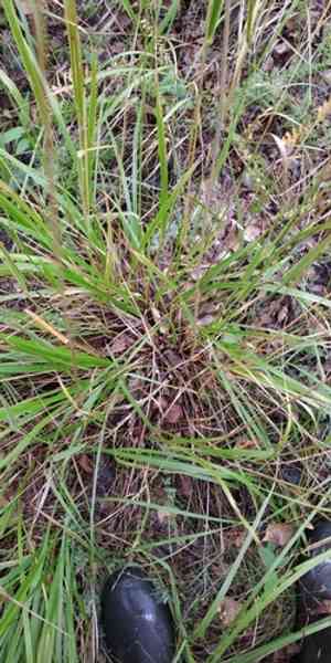 Rough small-reed(Calamagrostis arundinacea)
