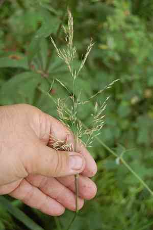 Rough small-reed(Calamagrostis arundinacea)