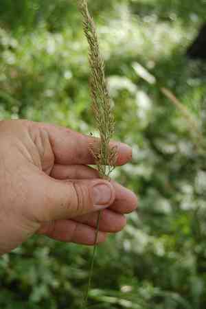 Rough small-reed(Calamagrostis arundinacea)