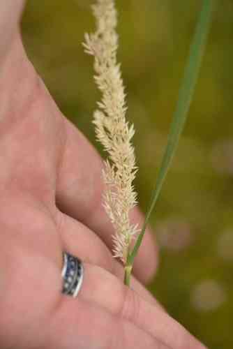 Purple small-reed(Calamagrostis canescens)