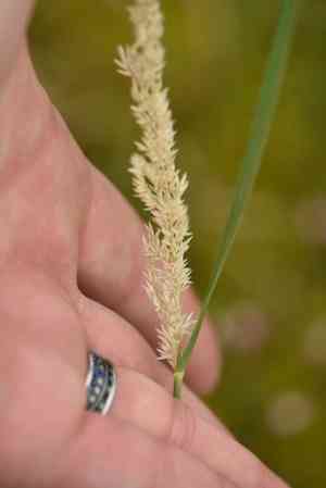 Purple small-reed(Calamagrostis canescens)