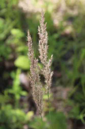 Purple small-reed(Calamagrostis canescens)