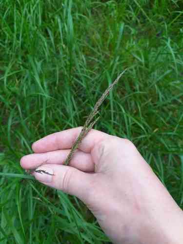 Purple small-reed(Calamagrostis canescens)