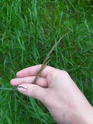 Purple small-reed(Calamagrostis canescens)