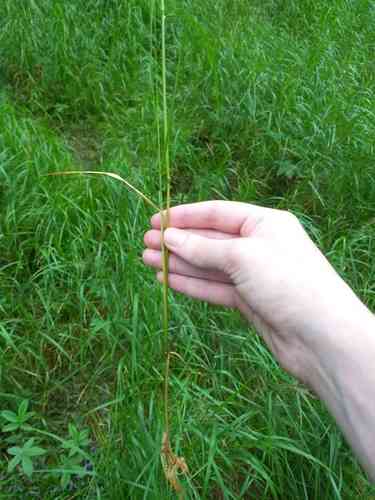 Purple small-reed(Calamagrostis canescens)