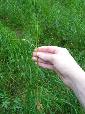 Purple small-reed(Calamagrostis canescens)