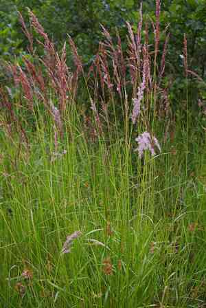 Purple small-reed(Calamagrostis canescens)
