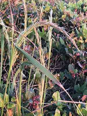 Pacific Reedgrass(Calamagrostis nutkaensis)