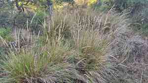 Pacific Reedgrass(Calamagrostis nutkaensis)