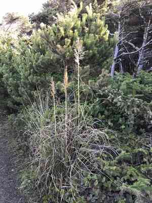 Pacific Reedgrass(Calamagrostis nutkaensis)