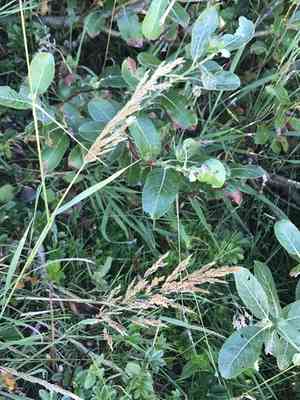 Pacific Reedgrass(Calamagrostis nutkaensis)