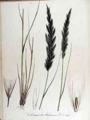 Small Reed The Coastal small-reed Plant Advantage: Maximizing Home and Office ...