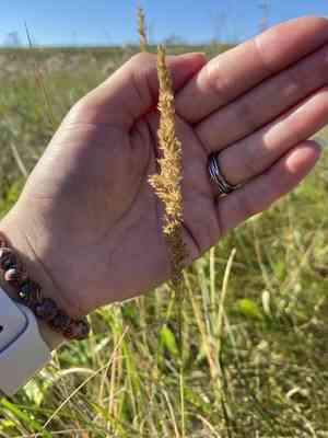 Narrow small-reed(Calamagrostis stricta)