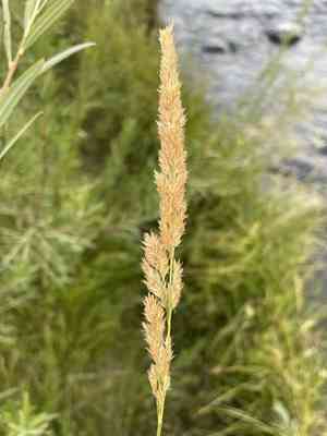 Narrow small-reed(Calamagrostis stricta)
