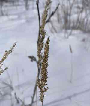 Narrow small-reed(Calamagrostis stricta)