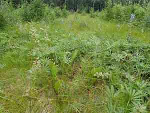 Narrow small-reed(Calamagrostis stricta)