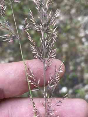 Mountain smallreed(Calamagrostis varia)