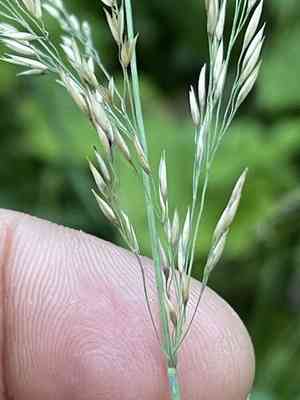 Mountain smallreed(Calamagrostis varia)