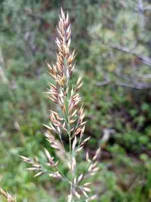 Mountain smallreed(Calamagrostis varia)