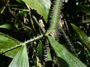 Fishtail lawyer cane(Calamus caryotoides)