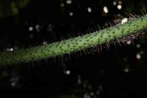 Fishtail lawyer cane(Calamus caryotoides)