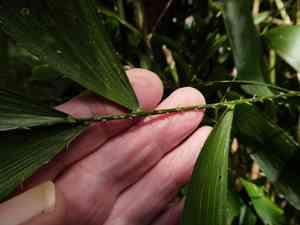 Fishtail lawyer cane(Calamus caryotoides)