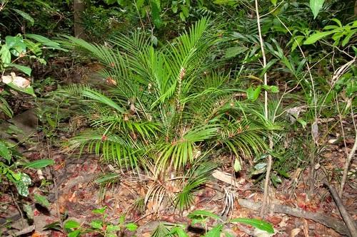 Calamus (Calamus) (Calamus) Care Guide: Pests, Diseases, Watering ...