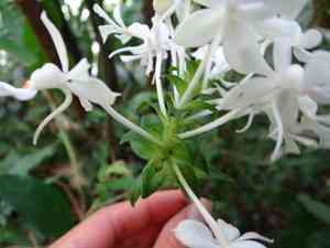 Common Christmas orchid(Calanthe triplicata)