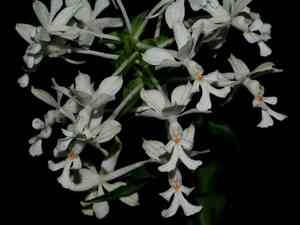 Common Christmas orchid(Calanthe triplicata)