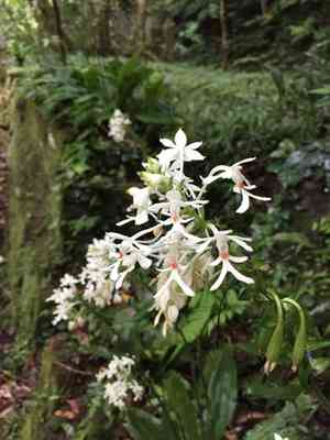 Common Christmas orchid(Calanthe triplicata)