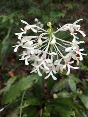 Common Christmas orchid(Calanthe triplicata)