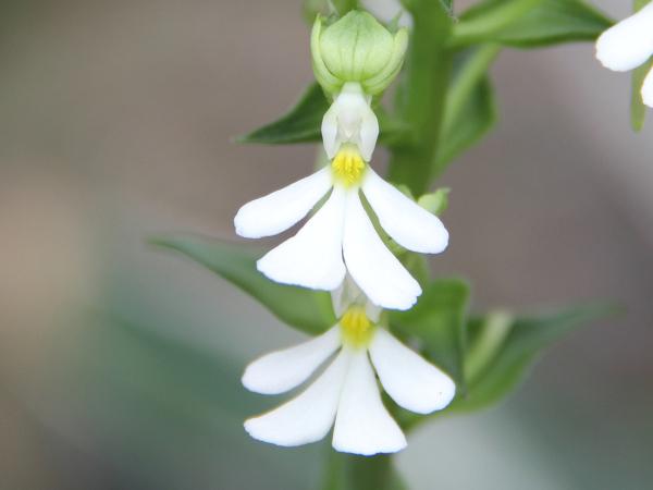 Christmas orchids (Calanthe) (Calanthe) Care Guide: Pests, Diseases ...