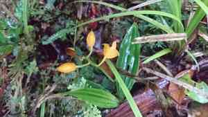 Christmas orchids (Calanthe)(Calanthe)