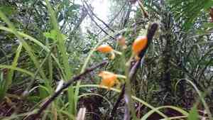 Christmas orchids (Calanthe)(Calanthe)