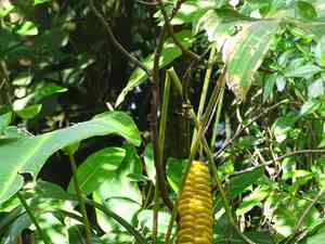 Rattlesnake plant(Calathea crotalifera)