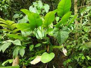 Rattlesnake plant(Calathea crotalifera)