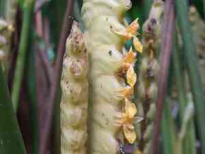 Rattlesnake plant(Calathea crotalifera)