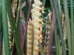 Rattlesnake plant(Calathea crotalifera)