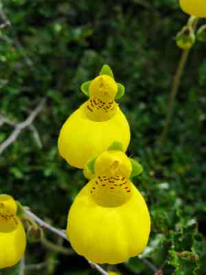 Lady's purses (Calceolaria)(Calceolaria)