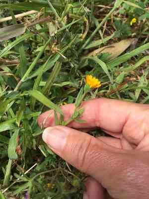 Field marigold(Calendula arvensis)