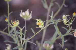 Field marigold(Calendula arvensis)