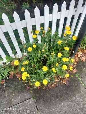 Marigolds (Calendula)(Calendula)