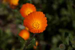 Marigolds (Calendula)(Calendula)