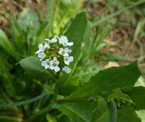 White ballmustard(Calepina irregularis)